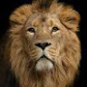 Meet your Posher, Sadie